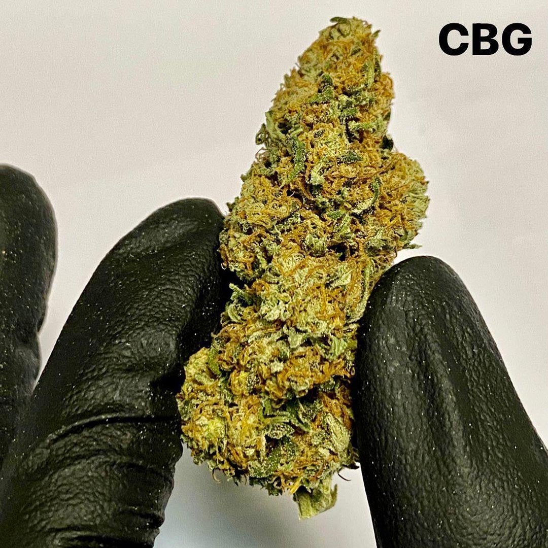 CBG Profesor CBD